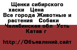 Щенки сибирского хаски › Цена ­ 12 000 - Все города Животные и растения » Собаки   . Челябинская обл.,Усть-Катав г.